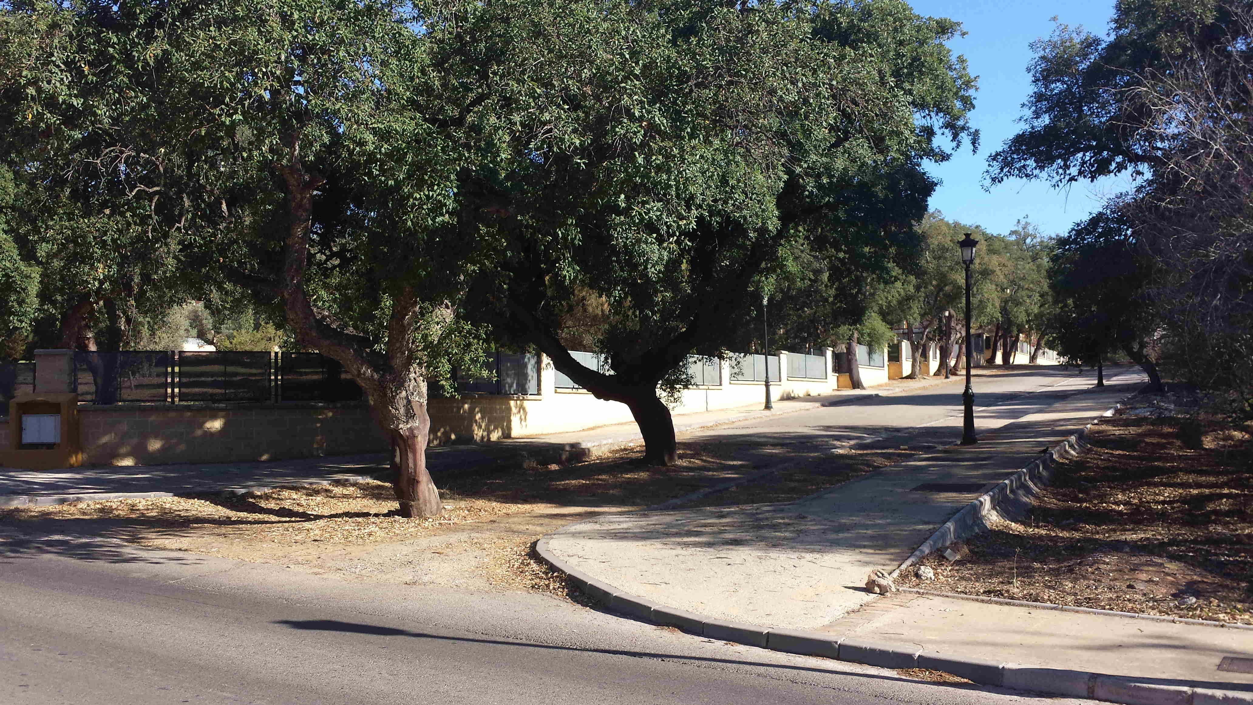 Trees_in_the_middle_of_the_road